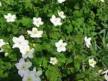 Five-petaled white flowers blooming among leaves with oblong dissected leaflets