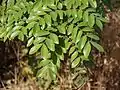 Bipinnate leaves