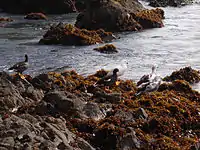 Two females, one male, and two juveniles on Chiloé Island, Chile.