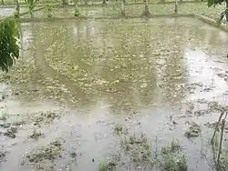 Farmland for paddy production