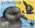 FO 522: Leach's petrel (Oceanodroma leuchorhoa)