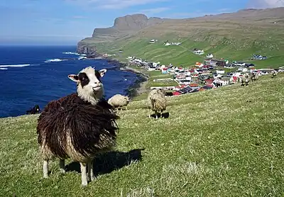 Faroe sheep with the town of Sumba in the background.