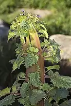 Fasciation on a Phacelia campanularia or California bluebell wildflower.