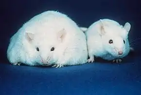 Two white mice both with similar sized ears, black eyes, and pink noses.  The body of the mouse on the left, however, is about three times the width of the normal sized mouse on the right.