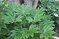 Fatsia, Japanese aralia at Rosalie Mansion in Natchez, Mississippi