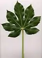 A small Fatsia japonica leaf