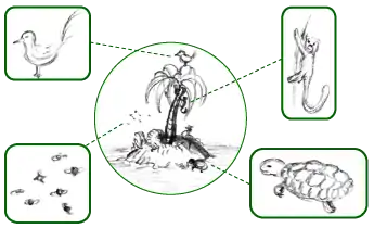 Image 34Simplified schematic of an island's fauna – all its animal species, highlighted in boxes (from Fauna)