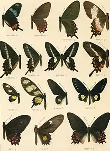 Parides photinus from The Macrolepidoptera of the World, Jordan, K., in Seitz, A. (1907)