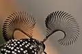 Rhipicera carinata - antennae