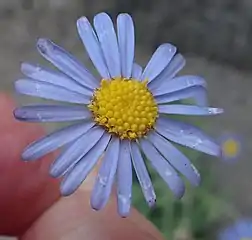 Top view head of subsp. latifolia