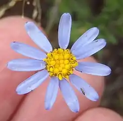 Top view head of subsp. stricta