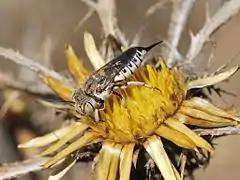 Coelioxys acanthura