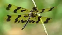 Female showing wing pattern