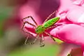 Green lynx spider, Chesapeake, VA