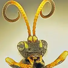 Head (Ichneumon xanthorius). Antennae with many segments