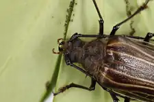 The head and prothorax of a female P. reticularis