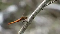 Female side view