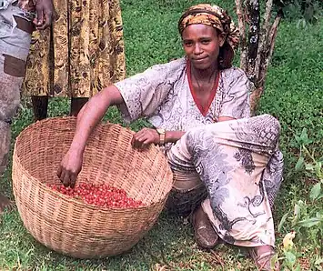 Ethiopian woman gathering coffee beans in a basket