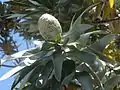 Heavy cone of a female tree, which eventually opens to release the small, round nuts