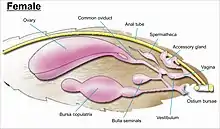 Image 24The female genitalia on Lepidoptera (from Insect reproductive system)