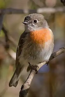 Female  Victoria, Australia