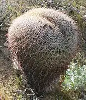 Unusual shape, in Palm Canyon, California.