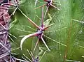 Thorns of Ferocactus peninsulae