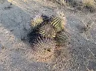 Fishhook barrel cactus cluster near Sahuarita, Arizona.