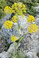 Ferula tingitana: a possible identity for silphium.