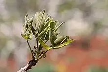 Leaves of a pistachio tree in Syria