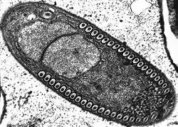 Sporoblast of "Fibrillanosema crangonycis" (Microsporidian)