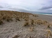 forwground has the slightly oranga Pīngao grass growing in sand. Background is the ocean and distant hills.