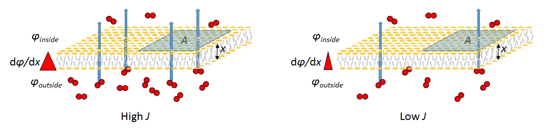 Fig. 1. Fick's Law for gas-exchange surface