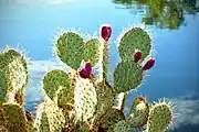 Prickly pear cactus