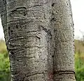 Bark depicting a blaze yellow tinge