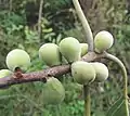 Raw fruits (figs), they are light green in color and subsessile, attached without a proper stalk