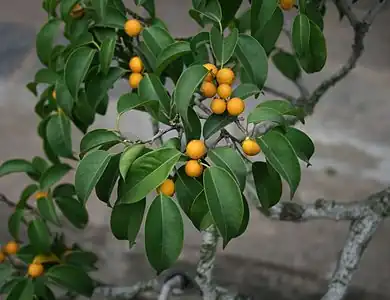 Fruit