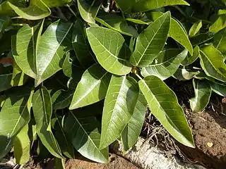 Foliage