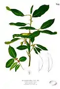 Botanical illustration