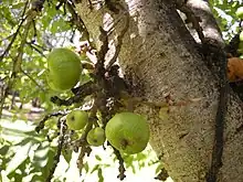 Image 56Fig trees often represent talismans with the udumbara (from List of mythological objects)