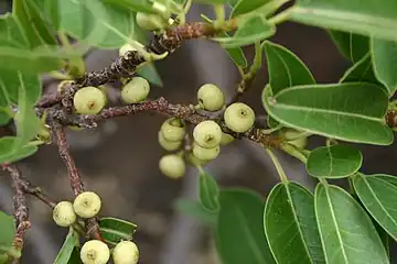 The figs on short stalks