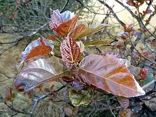 Fresh foliage tended by Argentine ants