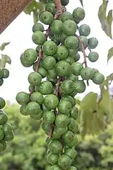 Drooping paniculate spur with fig clusters