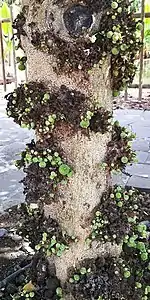 Trunk with unripe fruit