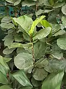 Fiddle leaf fig