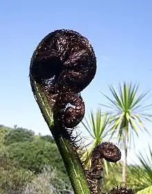 Mamaku ('black tree fern') frond.