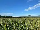 A field in Owens Cross Roads