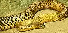 Image 8The world's most venomous snake, based on LD50, is the inland taipan of Australia. (from Venomous snake)