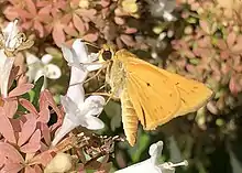 Fiery Skipper (Hylephila phyleus) - Oklahoma