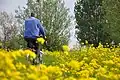 Cycling through rapeseed fields, Polsbroekerdam.